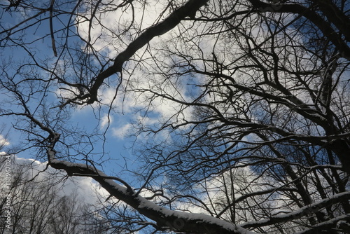 Wallpaper Mural The beginning of spring in the forest. Russia Torontodigital.ca