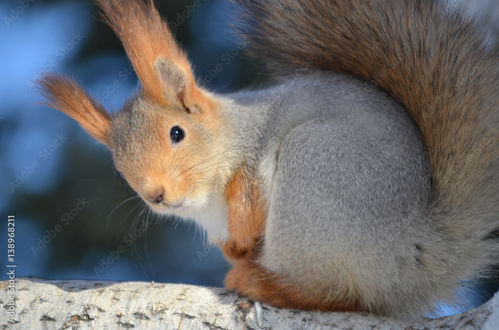 Fototapeta premium Белка на дереве.