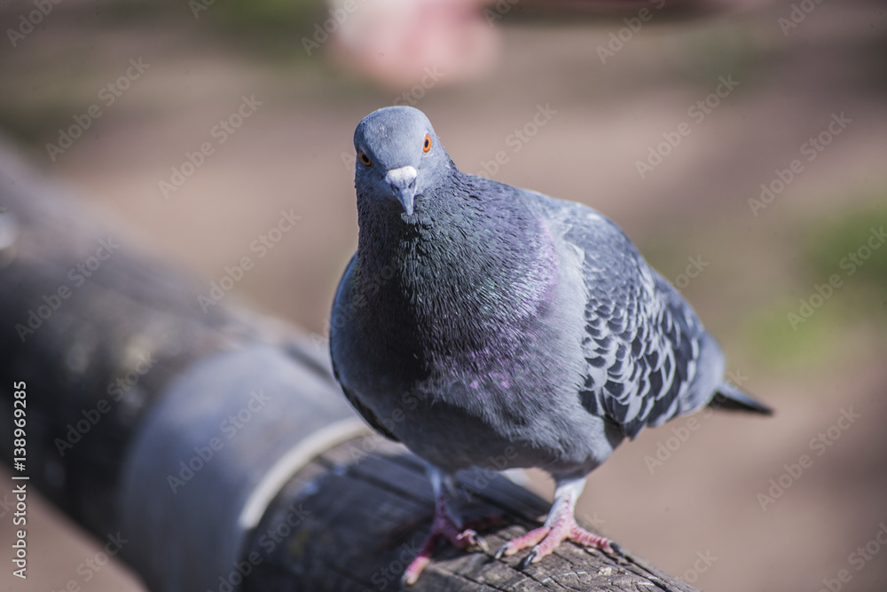 Obraz premium pigeon