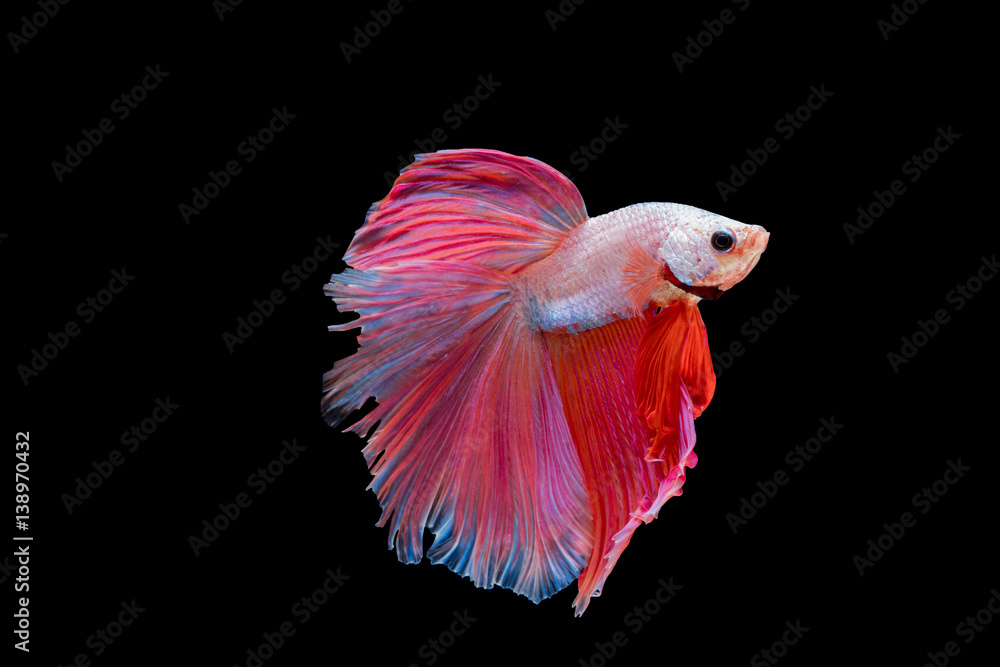 Betta fish, moving moment of Siamese fighting fish isolated on black background, fighting fish. Betta fish, moving moment of Siamese fighting fish isolated on black background, fighting fish.