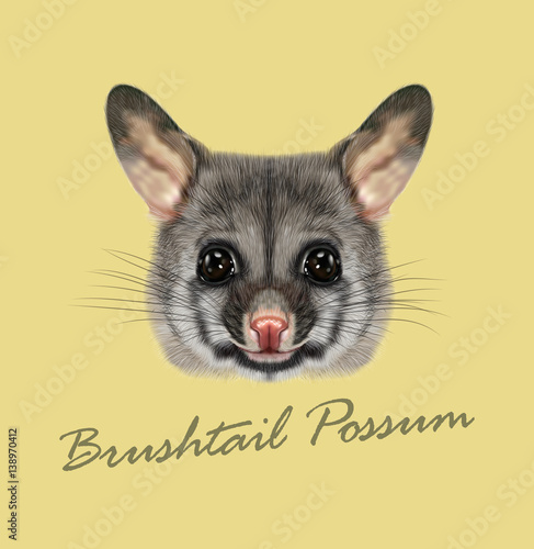 Vector Illustrated portrait of Common brushtail possum © ant_art19