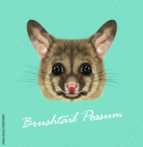 Vector Illustrated portrait of Common brushtail possum