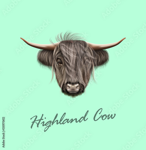 Vector Illustrated portrait of Highland cattle.