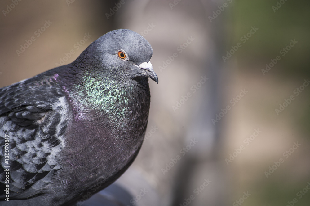 Obraz premium animal