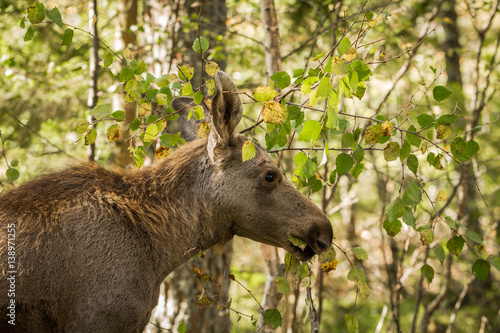 Moose or European elk Alces alces young calf in forest photo