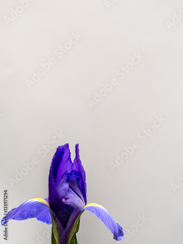 Fototapeta Naklejka Na Ścianę i Meble -  Purple and yellow iris on white copy space