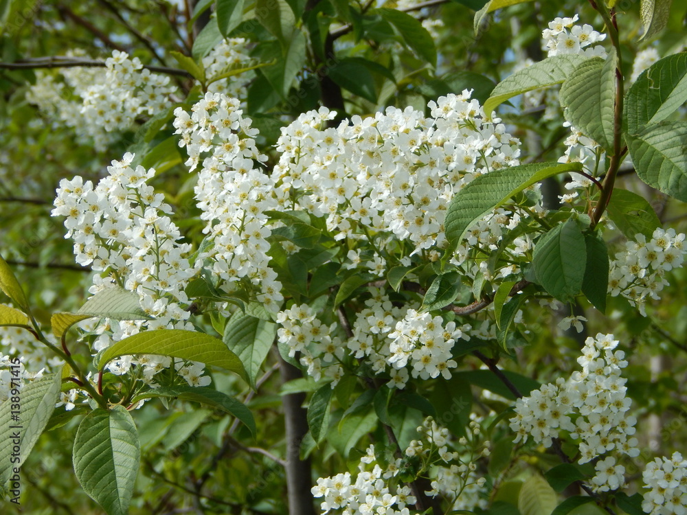 chernuha blooms chernuha blooms