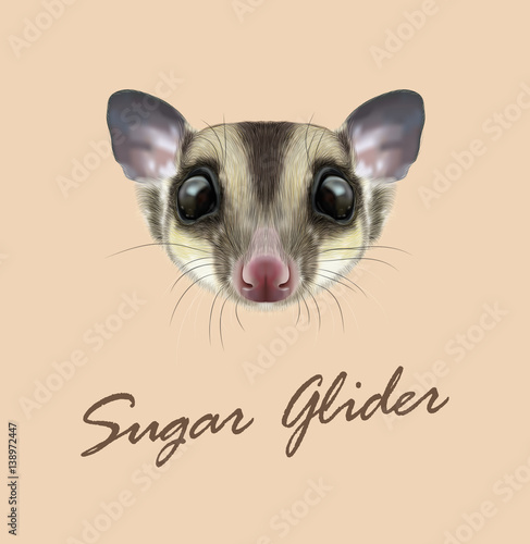 Vector Illustrated portrait of Sugar glider.