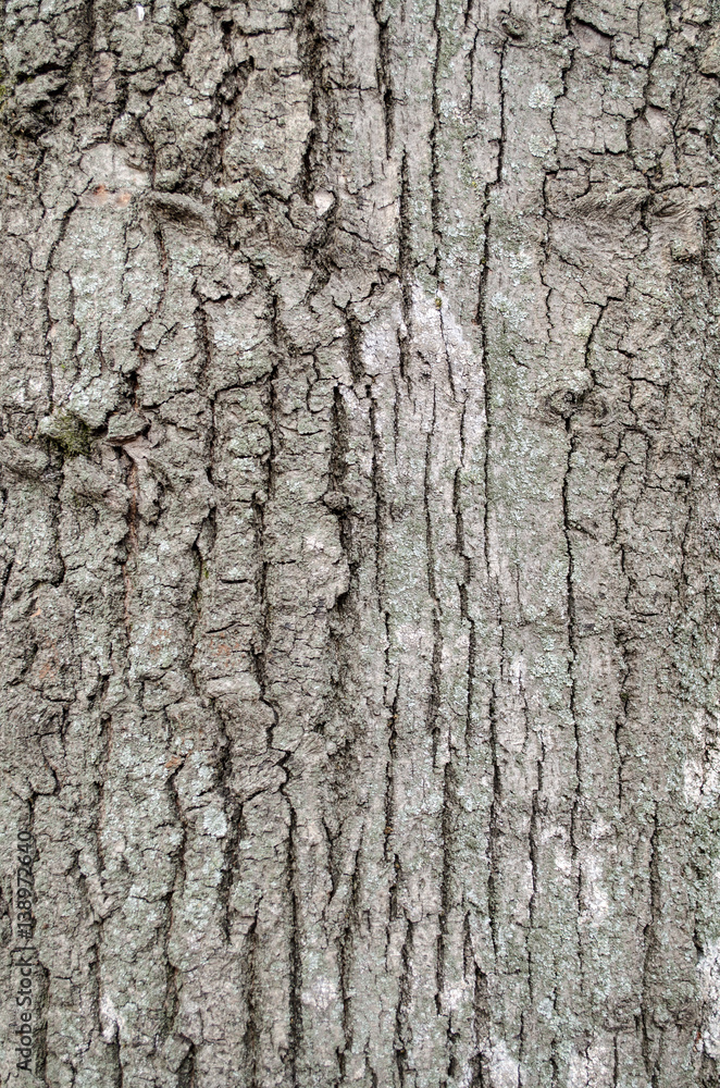 Obraz premium tree bark background