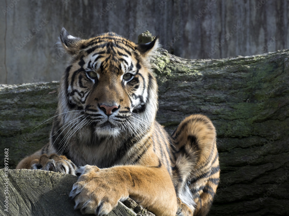 Portrait subadult female Sumatran tiger Panthera t. sumatrae