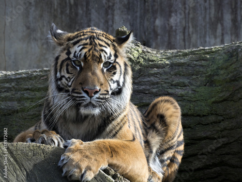 Fototapeta Naklejka Na Ścianę i Meble -  Portrait subadult female Sumatran tiger Panthera t. sumatrae