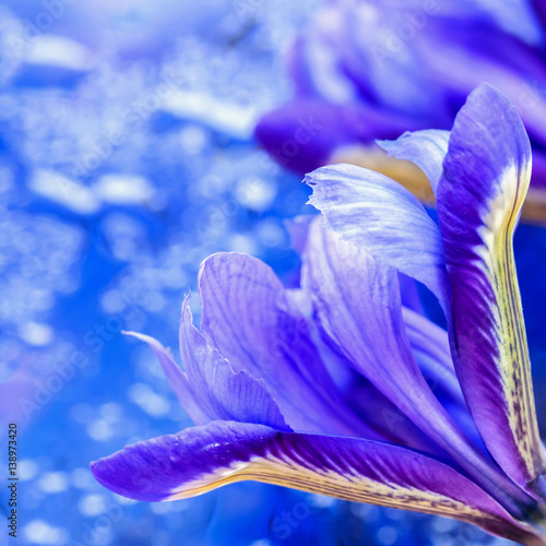 Fototapeta Naklejka Na Ścianę i Meble -  Close-up of showy picturesque bright iris flower on blue background, bokeh , floral greeting card to all the wonderful moments of life.