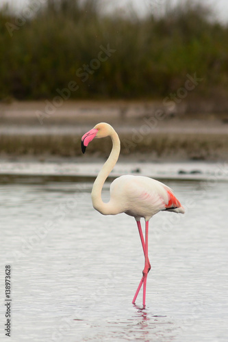 fenicottero rosa  Phoenicopterus roseus  nella laguna - ritratto