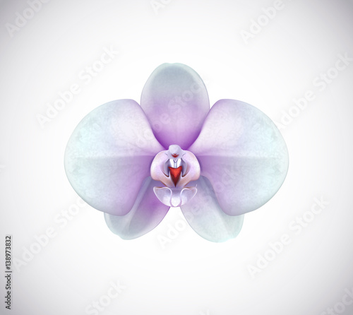 Beautiful white and purple Orchid flower closeup isolated on background.