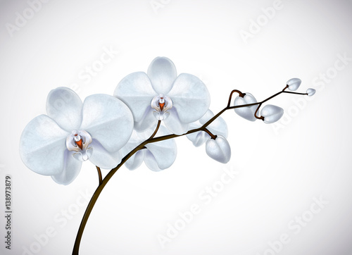 Fototapeta Naklejka Na Ścianę i Meble -  Beautiful  three day old white Orchids flowers in branch isolated on background. Orchid flower closeup.
