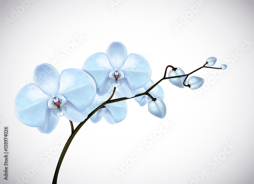 Beautiful three day old blue Orchids flowers in branch isolated on background. Orchid flower closeup.