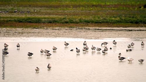 Colony of Greylag gooses (Anser anser) during wintering (Italy, Isola della Cona). 