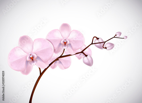 Fototapeta Naklejka Na Ścianę i Meble -  Beautiful three day old pink Orchids flowers in branch isolated on background. Orchid flower closeup.