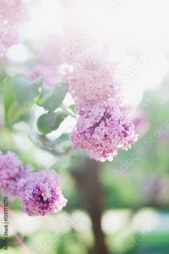 lilac © Yulia