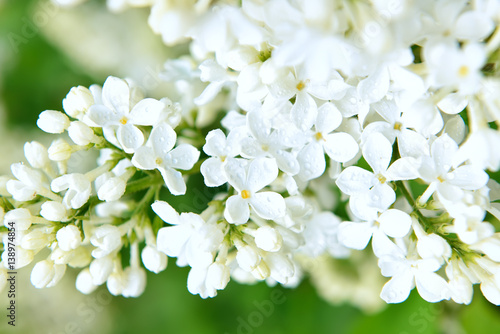 Fototapeta Naklejka Na Ścianę i Meble -  delicate white lilac dewdrops. Spring natural look. Spring mood.
