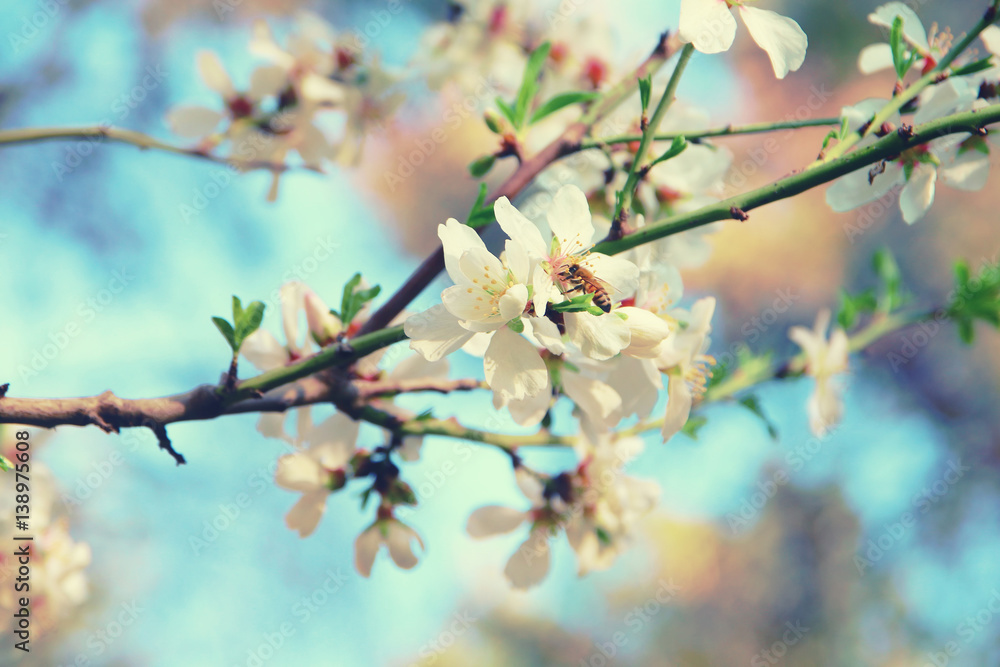 background of spring white cherry blossoms tree