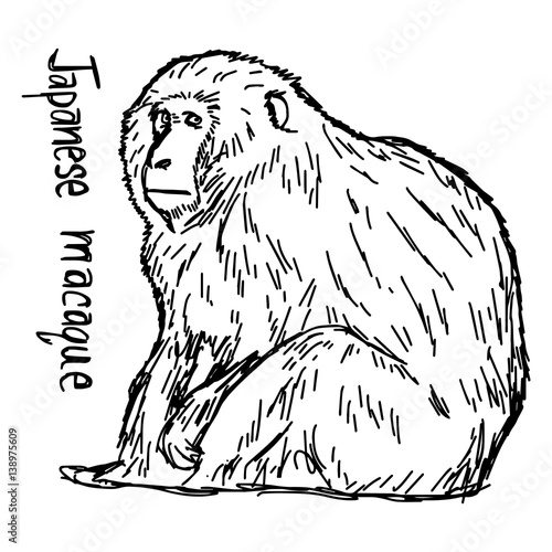 japanese macaque - vector illustration sketch hand drawn with black lines, isolated on white background