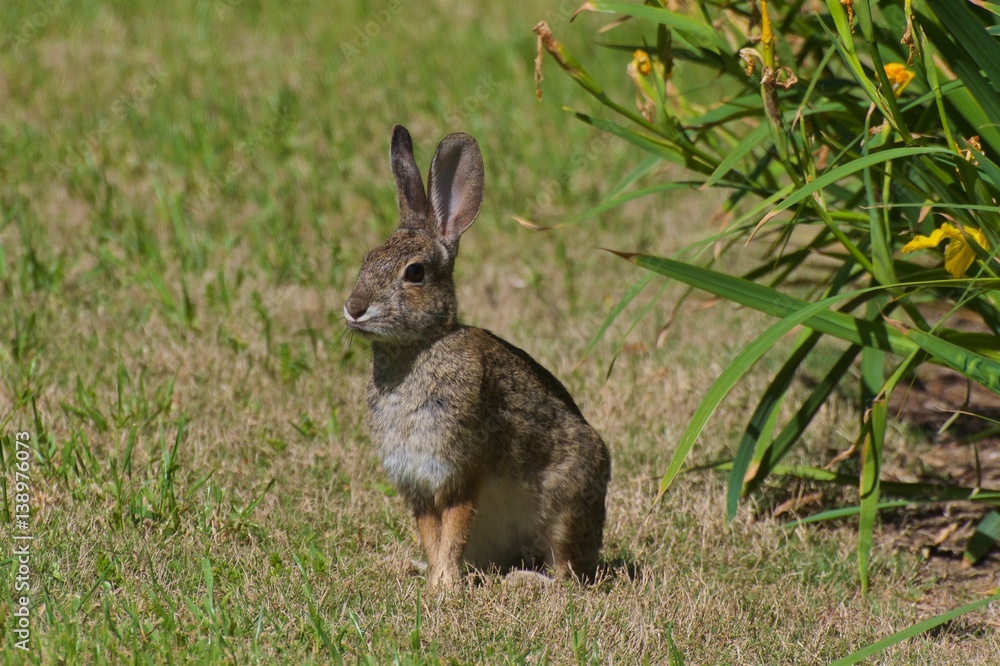 Fototapeta premium Lonely rabbit standing in the meadow