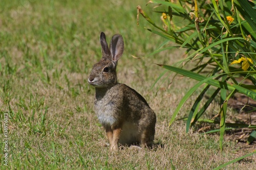 Lonely rabbit standing in the meadow