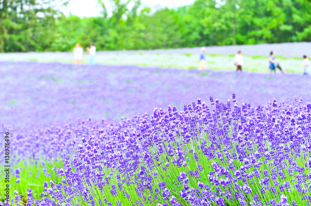 Fototapeta premium Lavender Farm in summer in Hokkaido, Japan.