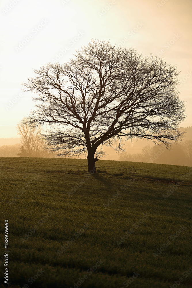 Obraz premium Ghost Tree