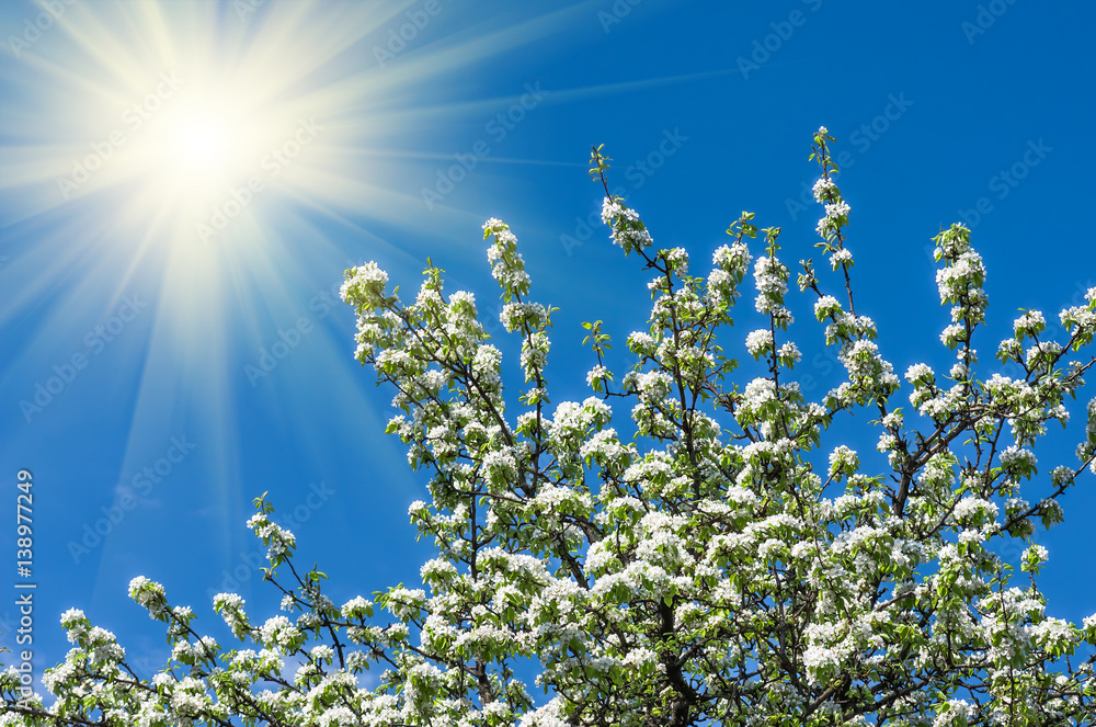 Blossom of a pear tree against the blue sky Blossom of a pear tree against the blue sky
