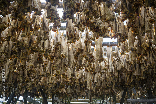 Cod fish drying, Henningsvaer village,  Lofoten Islands, Norway. photo