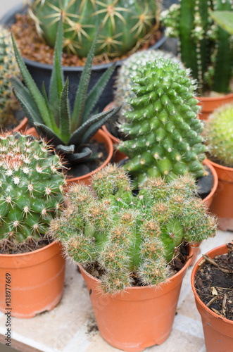 cactus in pot grow high heat