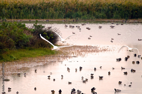 An example of wetland with high diversity and concentration of wintering bird species (Italy, Isola della Cona).