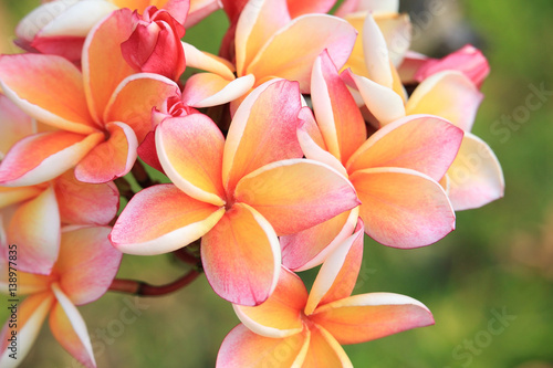 Closeup of plumeria flowers