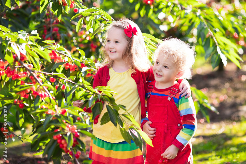 Kids picking cherry on a fruit farm garden Kids picking cherry on a fruit farm garden