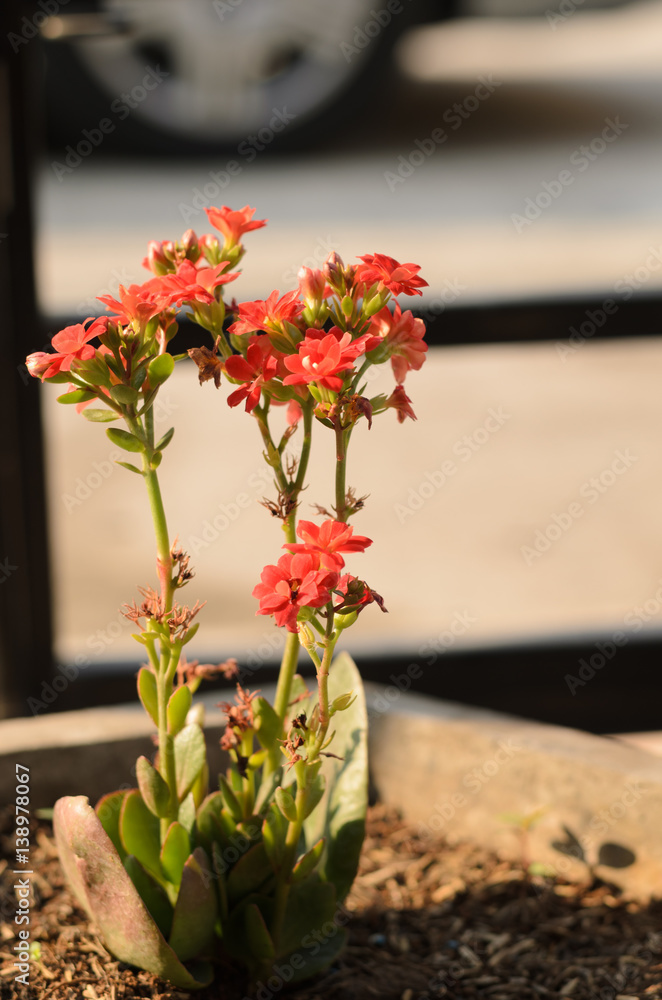 cactus flower red color in vase