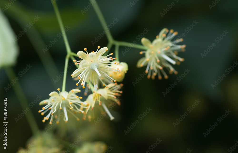 flowers blossoming tree linden tree, spring flowers blossoming tree linden tree, spring