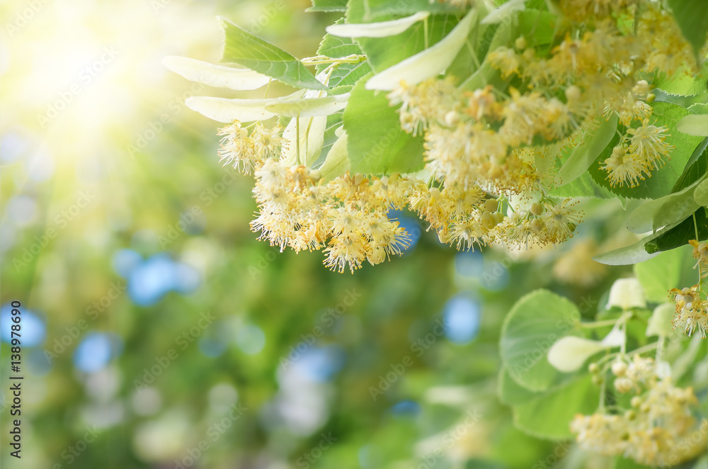 flowers blossoming tree linden tree, spring flowers blossoming tree linden tree, spring