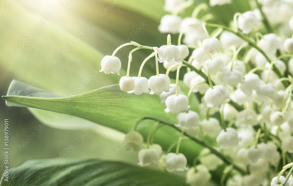 Flower lily of the valley, closeup, spring Flower lily of the valley, closeup, spring
