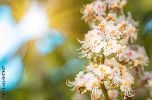 blossoming flowers of chestnut closeup, spring