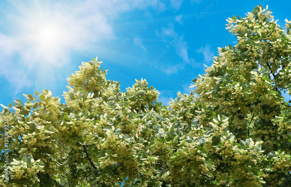 Fototapeta premium flowers blossoming tree linden tree, spring