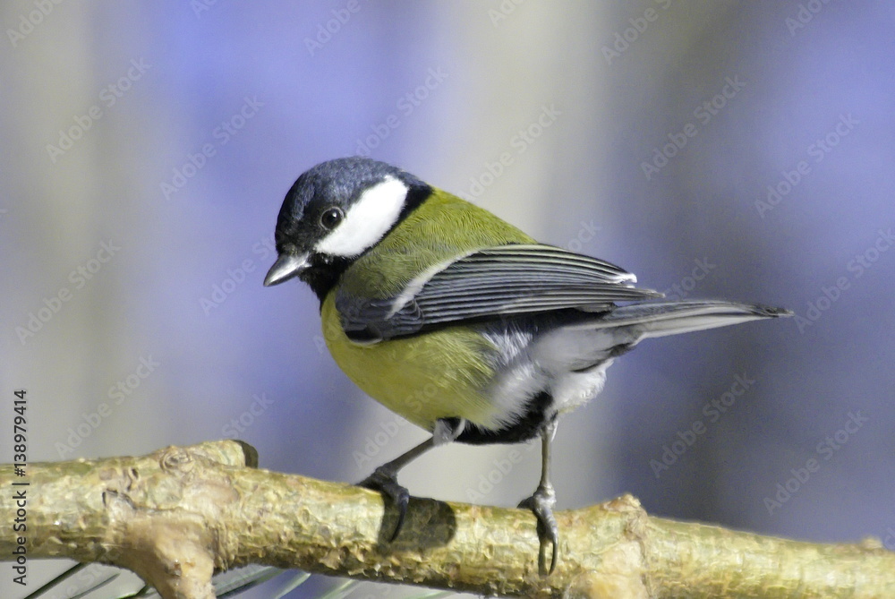 Fototapeta premium Great tit on pine branch. 