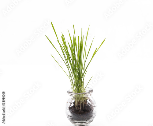 sprouted stems,young green wheat sprouts in a glass container