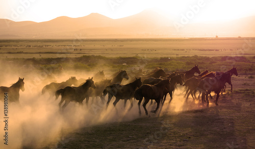 Fototapeta Naklejka Na Ścianę i Meble -  Herd of horse are running