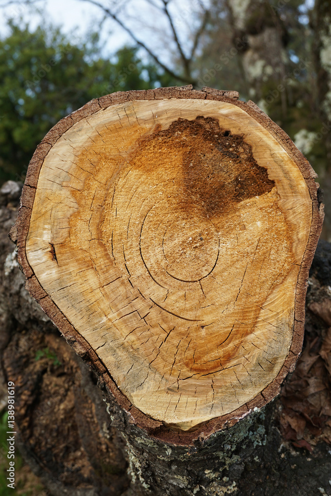 Tree stump with round cut
