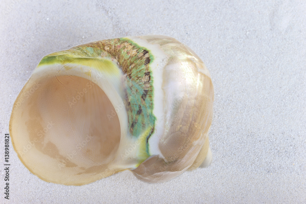 beautiful nacre shell on a white sand beautiful nacre shell on a white sand