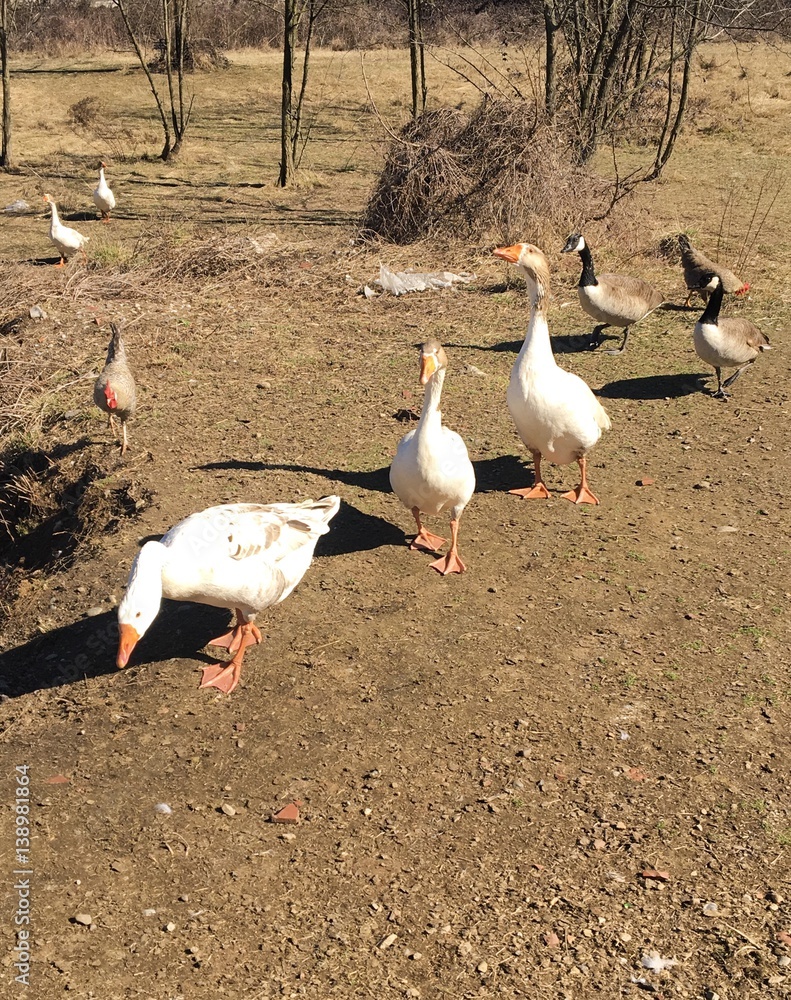 Obraz premium Gruppo di Oche