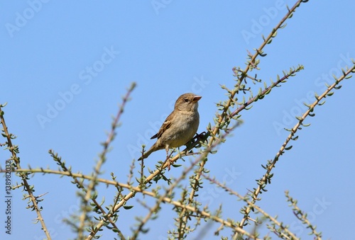 Young bird perched on bush branches, spanish sparrow
