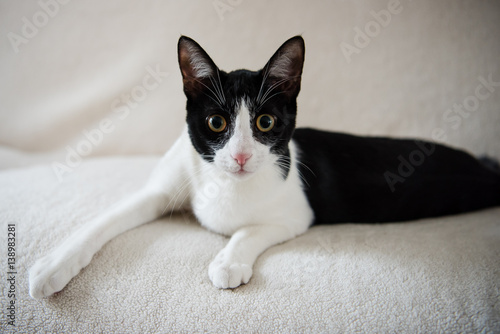 Black and white tuxedo cat 